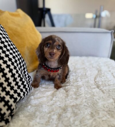 Bella