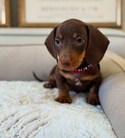 Charlie