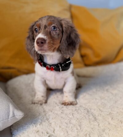 Cooper