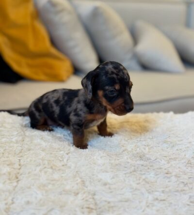 Daisy