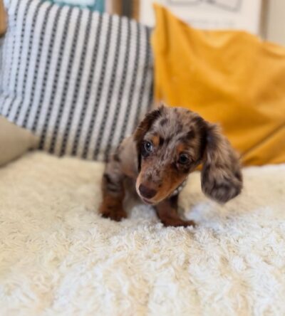 Milo