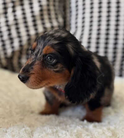 Lucy