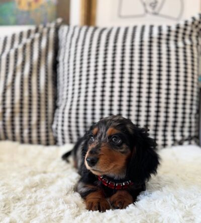 Poppy