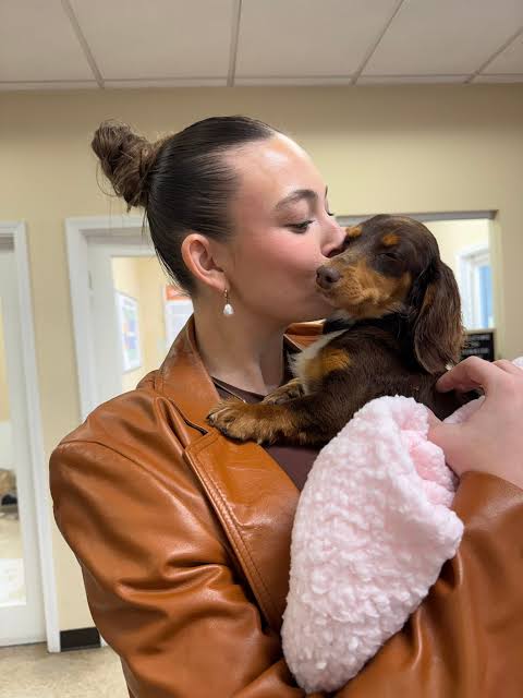 dachshund